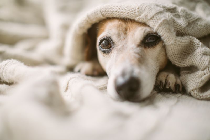 Rasendünger Hund Wie Lange Nicht Betreten